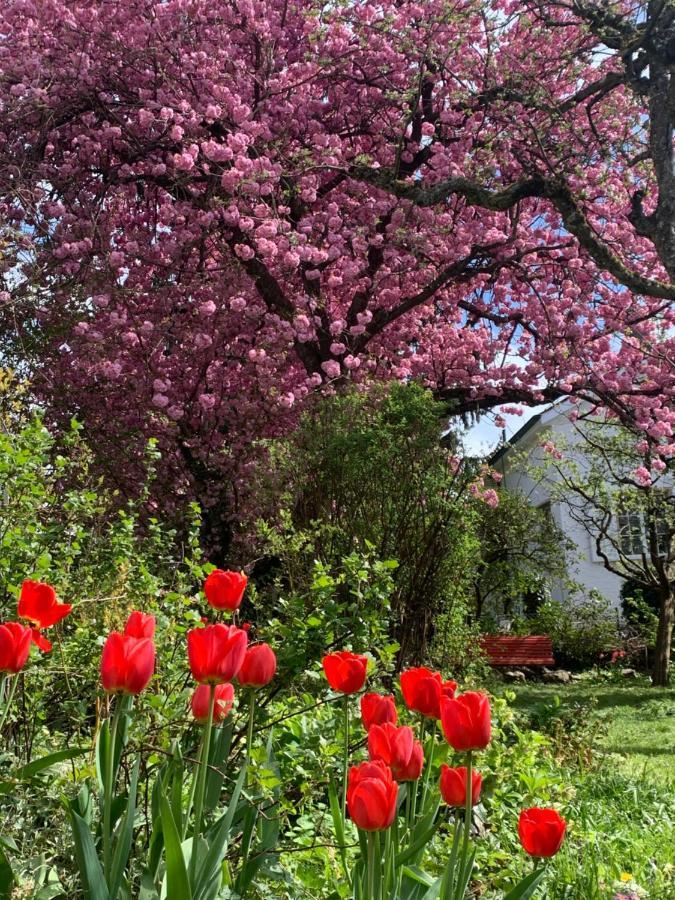 Au Jardin Bed & Breakfast Zuchwil Екстериор снимка